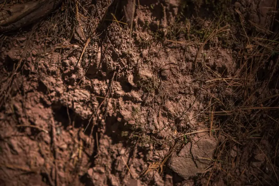An exposed bank of deep red laterite earth